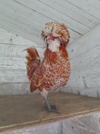 Gezocht; Padua / Baardkuifhoen geelwit gezoomd, Dieren en Toebehoren, Pluimvee, Mannelijk, Kip