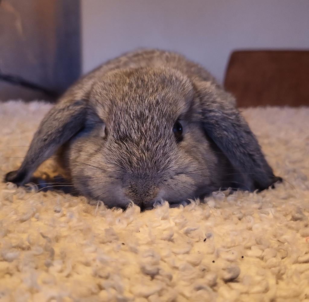 Leuke konijntjes te koop!, Dieren en Toebehoren, Konijnen, Vrouwelijk, Dwerg, 0 tot 2 jaar