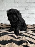 Maltipoo pups, maltezer x toy poedel nog 1 reutje, Dieren en Toebehoren, Honden | Chihuahua's en Gezelschapshonden, Parvo, Nederland