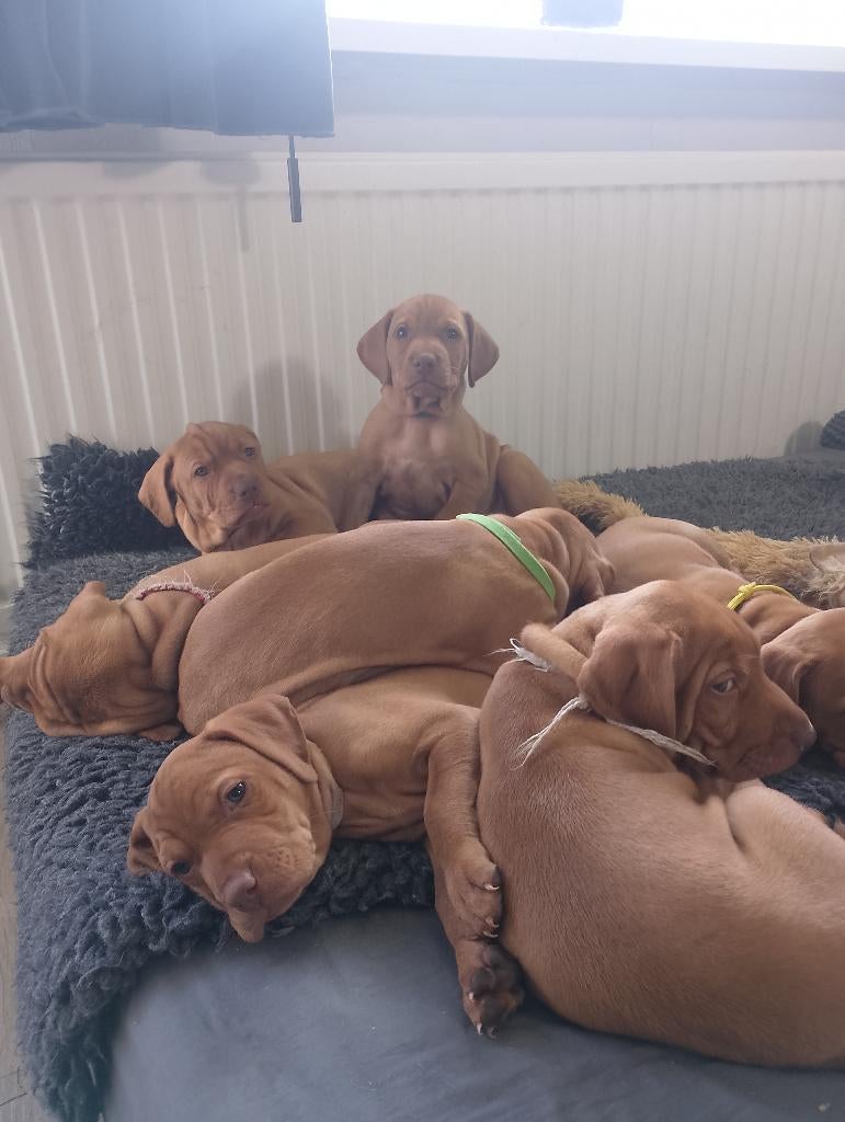 te koop vizsla pups .Met fci stamboom en koopgarantie ., Dieren en Toebehoren, Honden | Setters en Staande honden, Parvo, Overige rassen