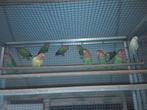 dwerg papegaaien, Dieren en Toebehoren, Meerdere dieren, Papegaai, Geringd