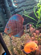 Discus koppel Leopard/Blue Turquoise snakeskin 250€, Dieren en Toebehoren, Vissen | Aquariumvissen, Vis