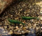 Hobbyaquarium  Green Jade garnalen, Kreeft, Krab of Garnaal, Zoetwatervis, Schoolvis
