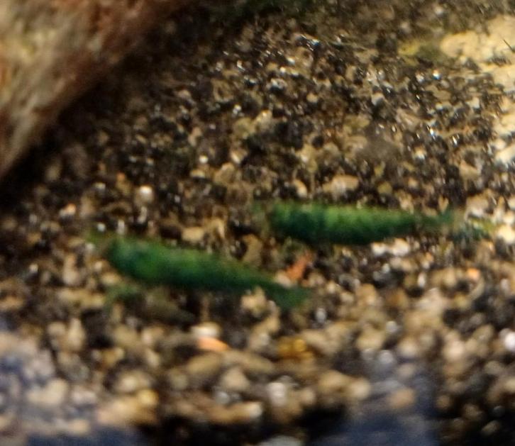 Hobbyaquarium  Green Jade garnalen, Dieren en Toebehoren, Vissen | Aquariumvissen, Zoetwatervis, Kreeft, Krab of Garnaal, Schoolvis