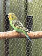 Jonge grasparkieten net uitgevlogen perfect om tam te maken, Meerdere dieren, Parkiet, Tam