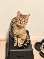 Lieve kat zoekt een liefdevol huis, Dieren en Toebehoren, Kater