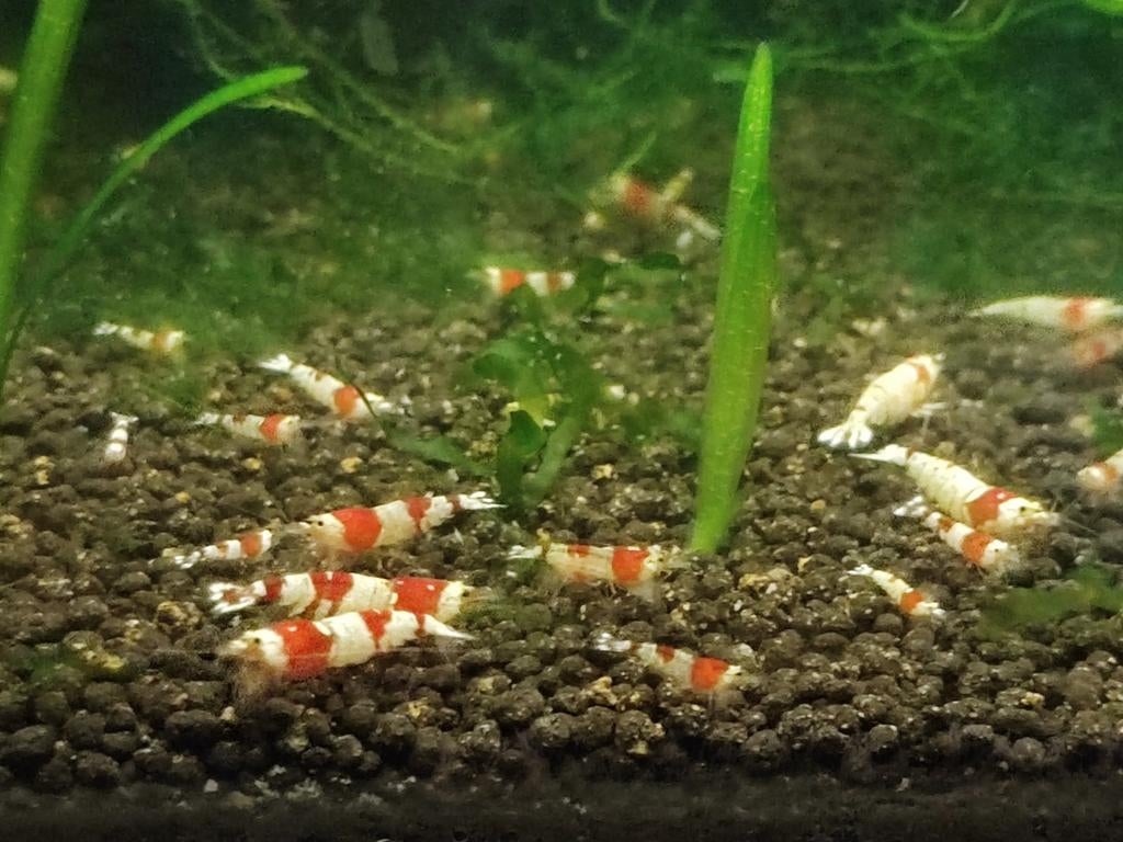 Te koop mooie jonge cristal red garnaaltjes, Dieren en Toebehoren, Vissen | Aquariumvissen, Kreeft, Krab of Garnaal