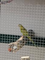 Barraband cinnamon pop 2025, Vrouwelijk, Parkiet