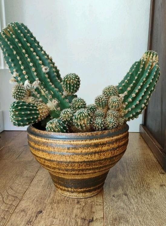 Vintage bloempot met cactussen, Ophalen, Cactus, Volle zon, Minder dan 100 cm