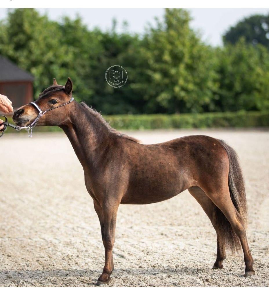Minipaard merrie 80 cm 2 jaar., Dieren en Toebehoren, Pony's, Merrie, 0 tot 2 jaar
