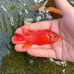 Aulonocara Firefish kweekGroep!!!, Dieren en Toebehoren, Vissen | Aquariumvissen, Vis