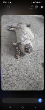 Britse grijs-witte kat, Dieren en Toebehoren, Katten en Kittens | Raskatten | Korthaar, Kater