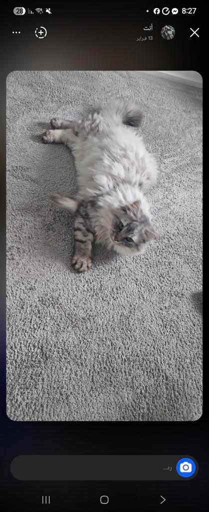 Britse grijs-witte kat, Dieren en Toebehoren, Katten en Kittens | Raskatten | Korthaar, Kater