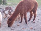 Alpaca ruin, Dieren en Toebehoren, Overige Dieren, Mei, Mannelijk