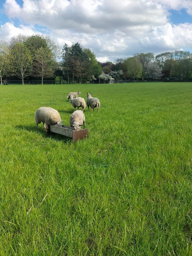 Schapen, Dieren en Toebehoren, Schapen, Geiten en Varkens, Vrouwelijk, Schaap