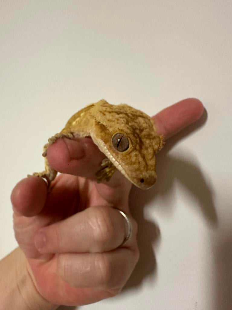 Wimpergekko gekko man 2,5 jaar oud, zonder staart, Hagedis, 0 tot 2 jaar