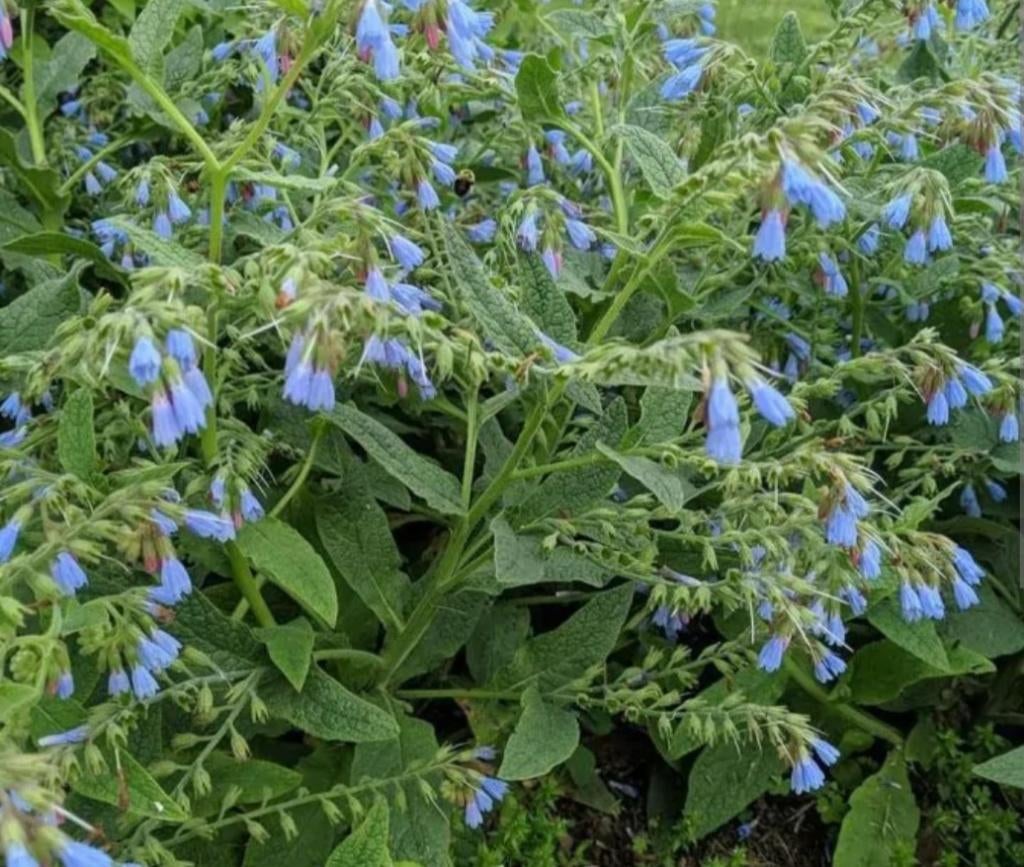 blauwe smeerwortel, Tuin en Terras, Planten | Tuinplanten, Volle zon, Vaste plant, Zomer, Ophalen