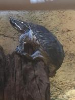 Muskusschildpad, Vis