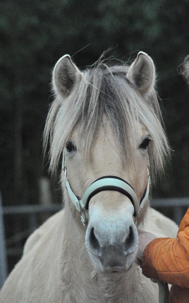 Mooie Fjord driejarige ruinen en merrie., Dieren en Toebehoren, Pony's, Met stamboom, 3 tot 6 jaar, Onbeleerd, Meerdere dieren