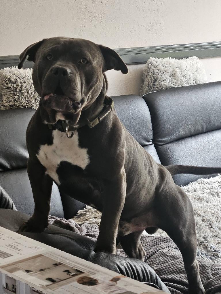Amerixan bully xl, Parvo, 1 tot 2 jaar, Eén hond, Nederland