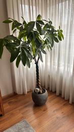 Bloempot met boom, Ophalen, Zo goed als nieuw