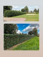 Tuinman, Diensten en Vakmensen, Tuinmannen en Stratenmakers