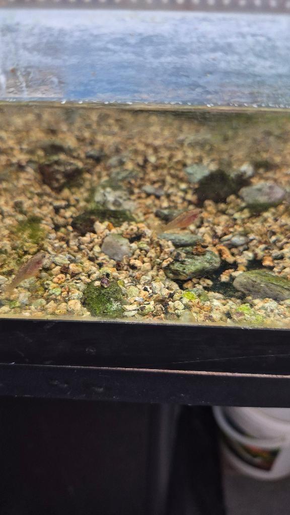 Elassoma evergladei – Everglades, Vis, Zoetwatervis