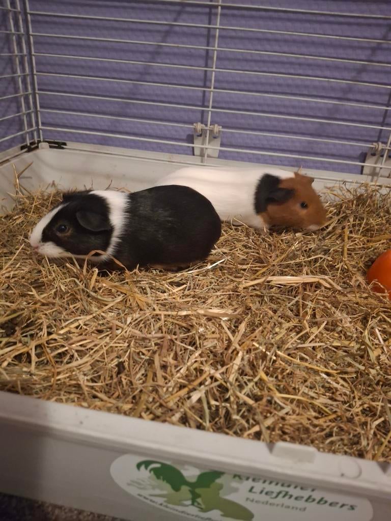 Cavia's mannetjes, Dieren en Toebehoren, Knaagdieren, Cavia, Februari, Mannelijk, Tam