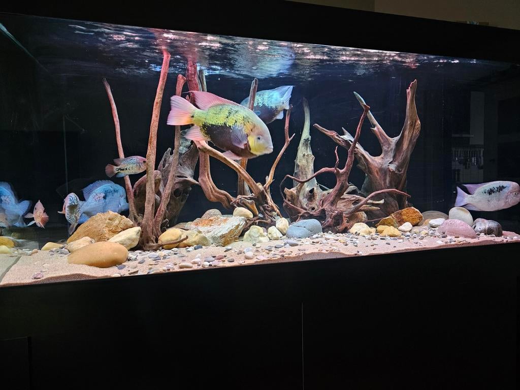 Cincelichthys pearsei, Dieren en Toebehoren, Vissen | Aquariumvissen, Vis