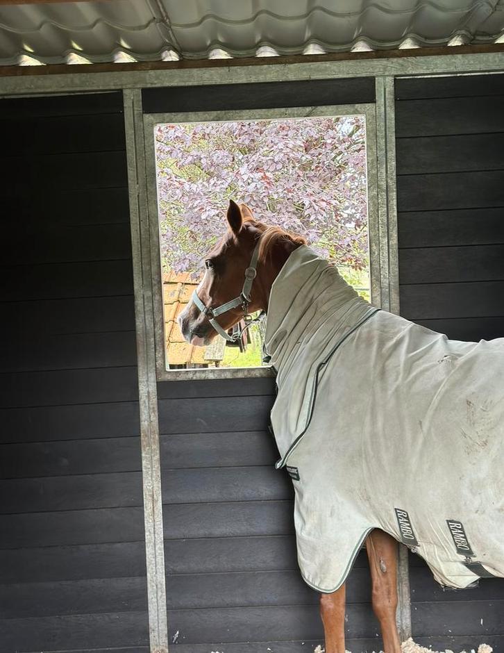 Verzorgster gezocht, Diensten en Vakmensen, Dieren | Paarden | Verzorging, Oppas en Les, Verzorging of Verzorgpony's