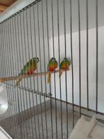 Turquoisine poppen 2025 geringd, Dieren en Toebehoren, Vogels | Parkieten en Papegaaien, Vrouwelijk, Parkiet, Geringd