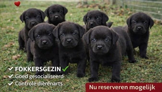 Labrador pups  ouders vrij van erfelijkheid, Dieren en Toebehoren, Honden | Retrievers, Spaniëls en Waterhonden, Nederland, Parvo