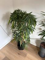 Grote neppe bamboe kamerplant, Huis en Inrichting, Kamerplanten, Ophalen, In pot, Halfschaduw, 100 tot 150 cm