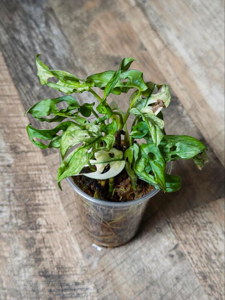 Monstera Adansonii Variegata, Huis en Inrichting, Kamerplanten, Minder dan 100 cm, Halfschaduw, Ophalen of Verzenden