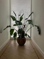 3 gratis grote Strelitzia planten, Huis en Inrichting, Kamerplanten, Ophalen, Overige soorten, Halfschaduw, 150 tot 200 cm