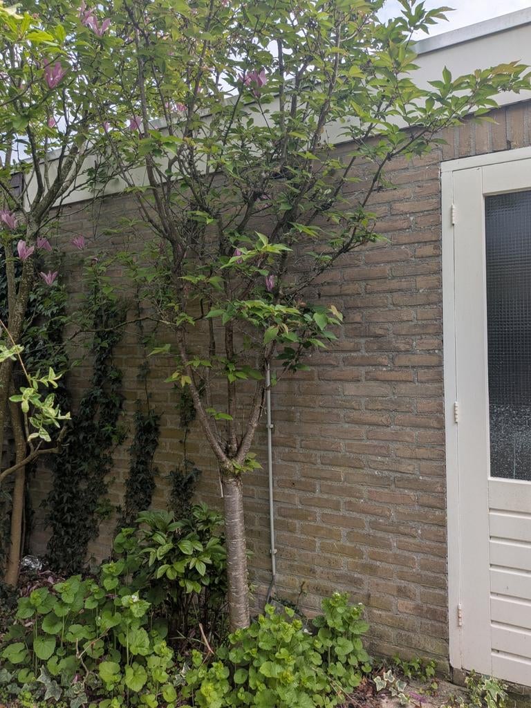Diverse bomen gratis af te halen, Ophalen, Laurier, Struik, 250 cm of meer