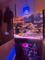 Red Sea Reefer 170 G2 Compleet Garantie Nieuwstaat, Ophalen, Red Sea, Gevuld zeewateraquarium, Zo goed als nieuw