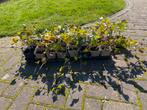Klimop hedera plantjes 26 stuks P9, Tuin en Terras, Ophalen, Vaste plant, Bloeit niet, Halfschaduw