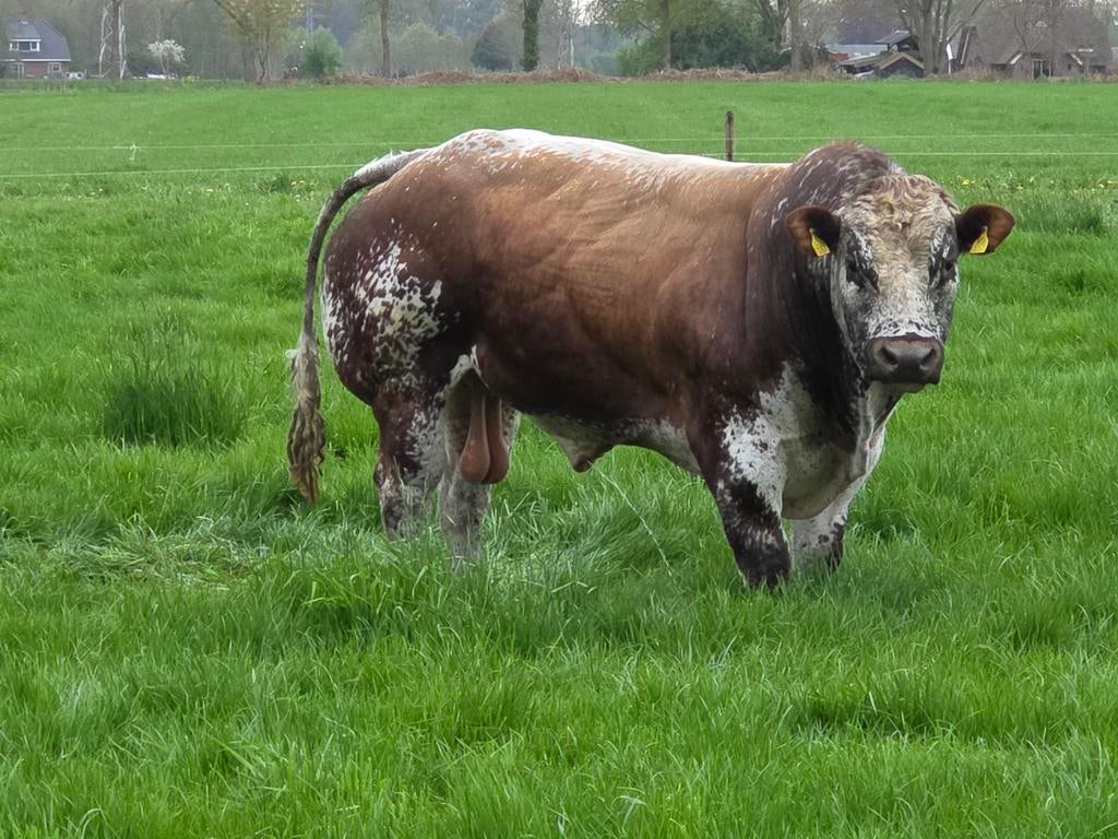 Staat ter dekking, stamboek witrik stier, Dieren en Toebehoren, Mannelijk