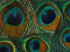 Pauwenveren in 5 maten, echte mooie veren, Ophalen of Verzenden, Nieuw, Knutselwerk