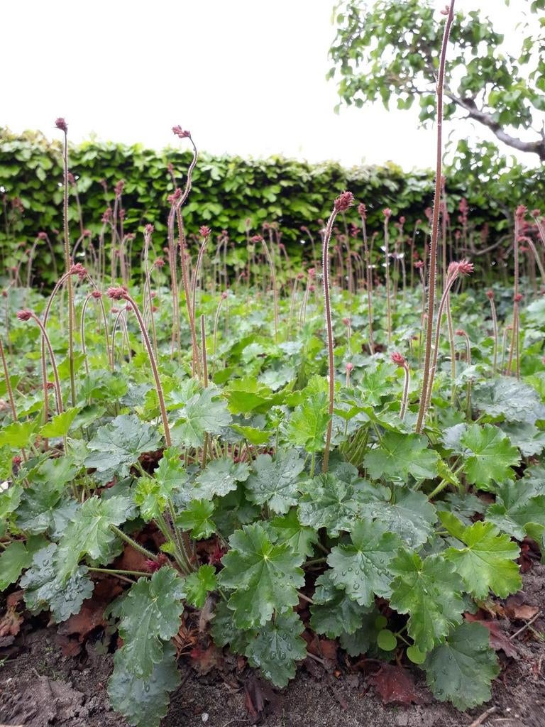 Purperklokje - heuchera, vaste plant, Tuin en Terras, Ophalen, Bodembedekkers, Vaste plant, Halfschaduw