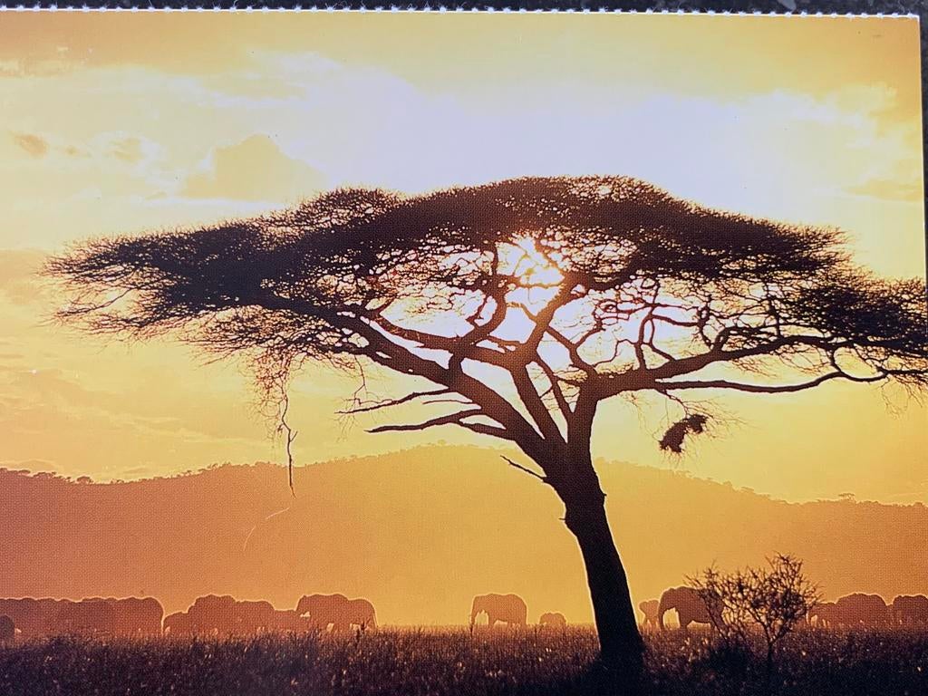 Tanzania, Serengeti sunrise., Ophalen of Verzenden, Ongelopen, Buiten Europa