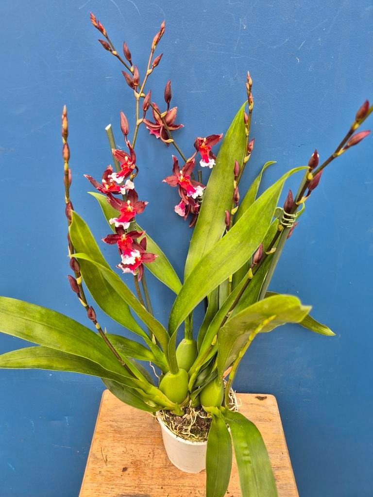 Orchidee Cambria Burrageara 'Barrocco Red'  p12 (2), Huis en Inrichting, Kamerplanten, Ophalen of Verzenden, Halfschaduw, Minder dan 100 cm
