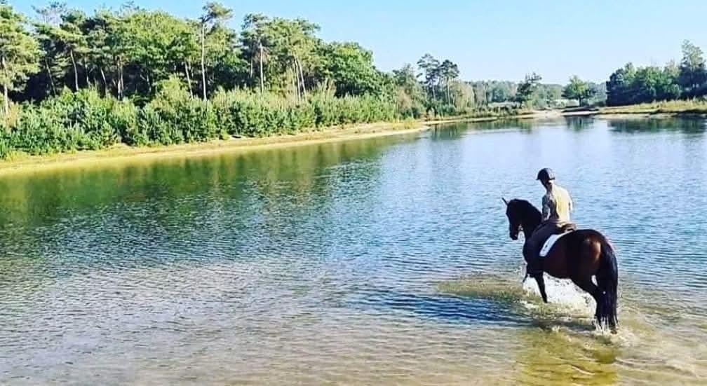 Kleinschalige pension in bosrijke omgeving, Dieren en Toebehoren, Stalling en Weidegang, Stalling, 2 of 3 paarden of pony's