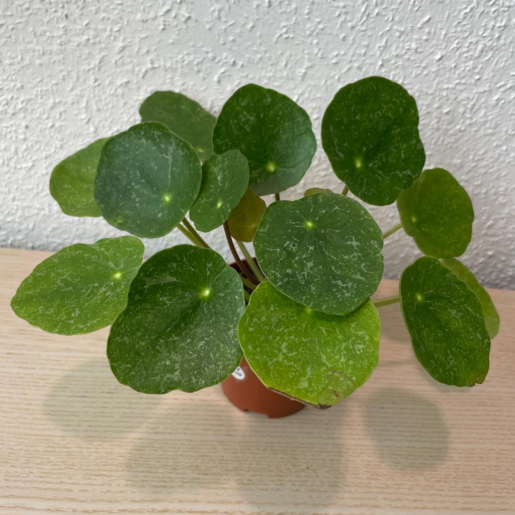 Pilea ‘Sugar’ stekje, Huis en Inrichting, Kamerplanten, Ophalen, Overige soorten, Halfschaduw, In pot
