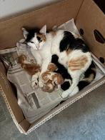 Kittens, Meerdere dieren