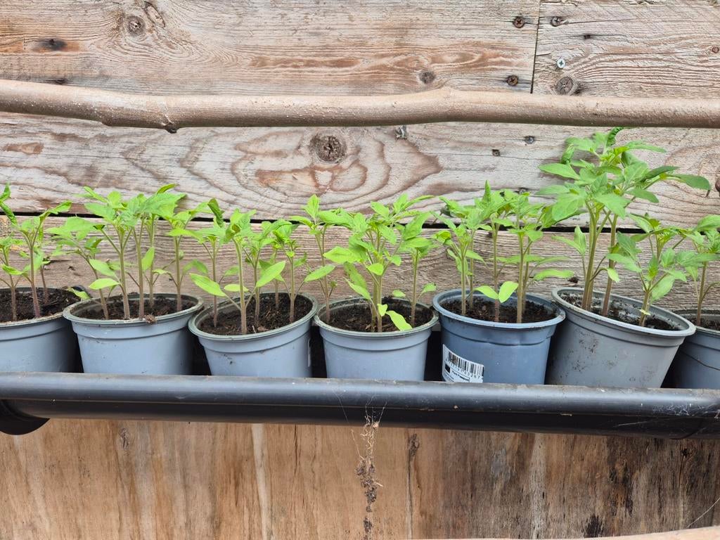 Tomatenplanten, Ophalen of Verzenden