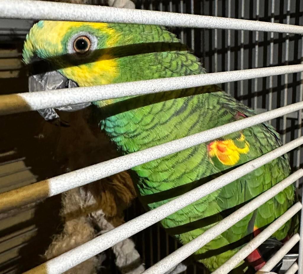 Papegaai blauw voorhoofd amazon, Mannelijk, Papegaai