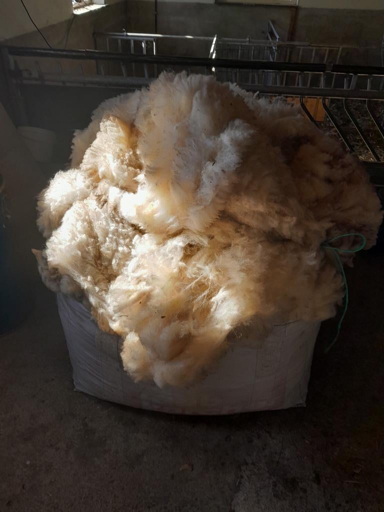 Schapenwol, Meerdere dieren, Schaap