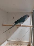 Halsband pop blauwe bleekstaart 2023, Dieren en Toebehoren, Vrouwelijk, Parkiet, Geringd